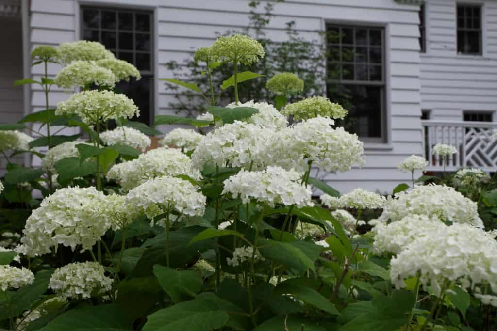 Backyard hydrangeas in Winnetka, IL | Milieu Landscaping