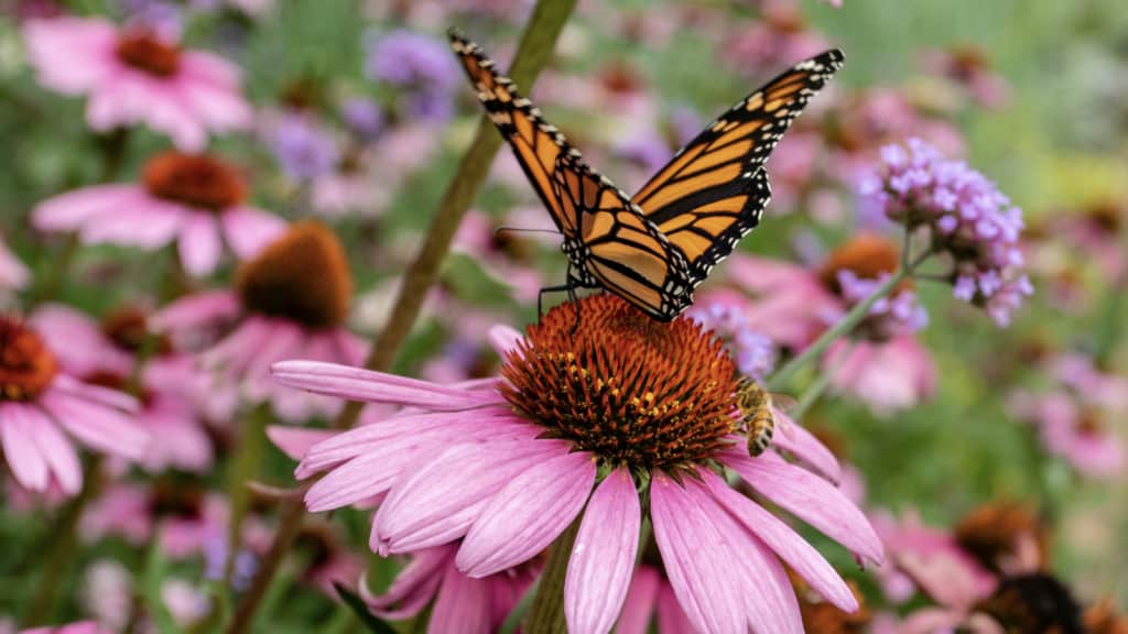 Milieulandscaping agricultural nursery stock program pollinators