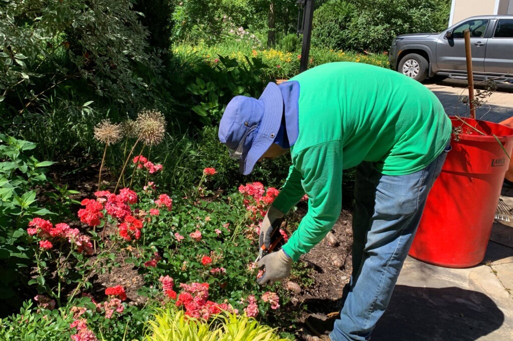Garden Maintenance