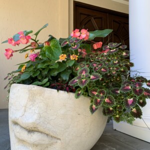 spring pot