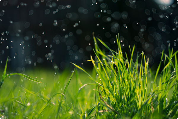 Watering Instructions for Sod 3 1