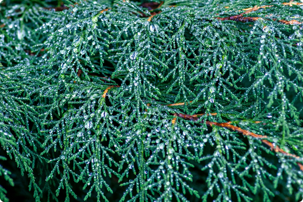 Transfilm Applications