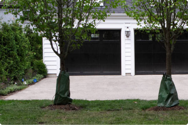 Watering Instructions for Trees & Shrubs