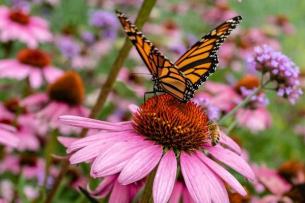 butterfly on a flower