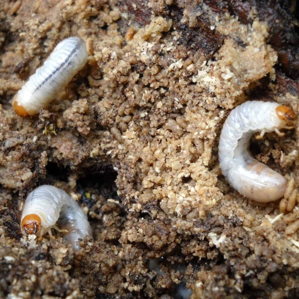 grubs in the dirt