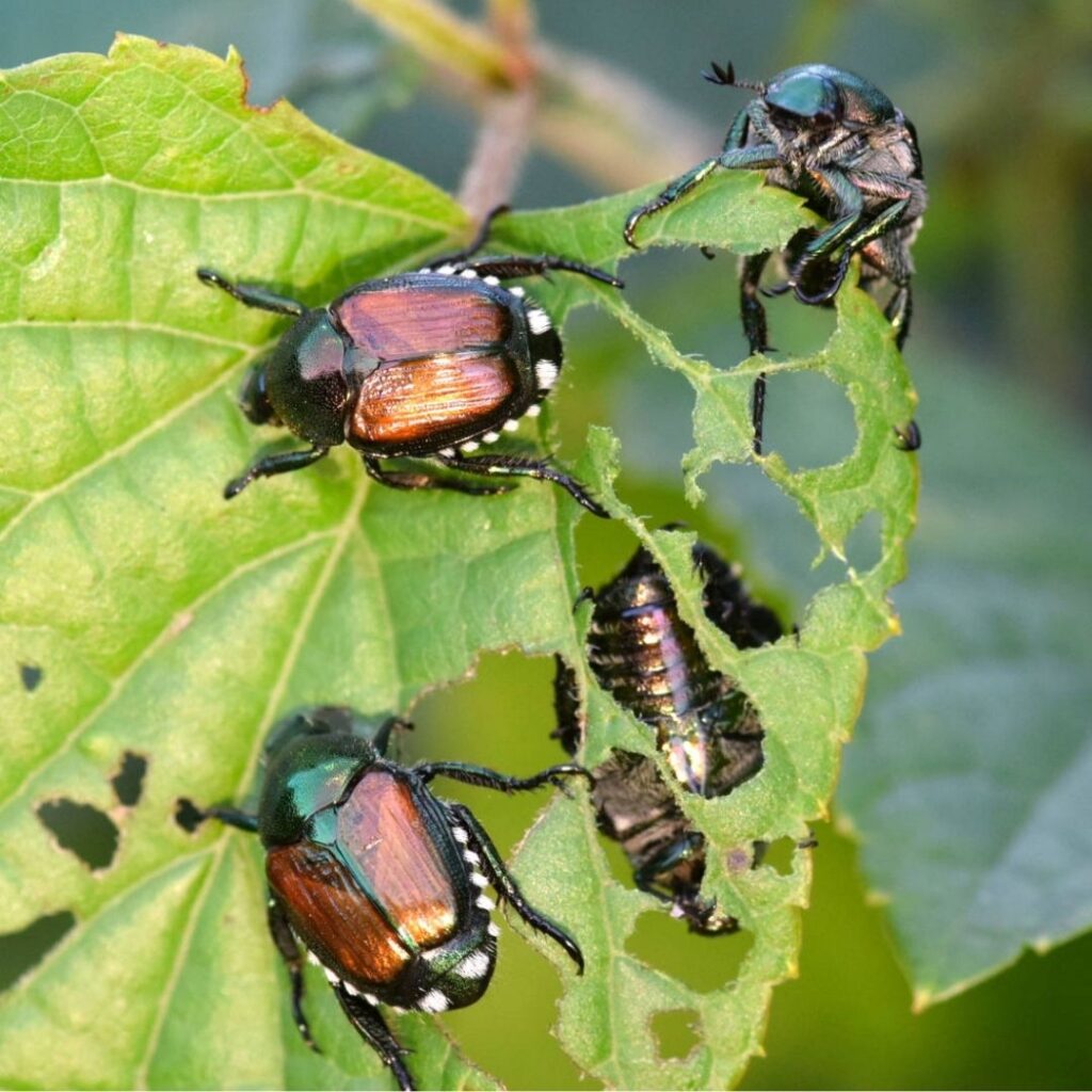 Japanese beetles eating a leaf