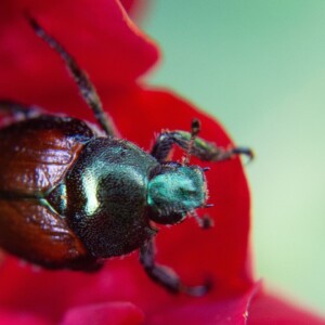 Japanese beetle on a rose