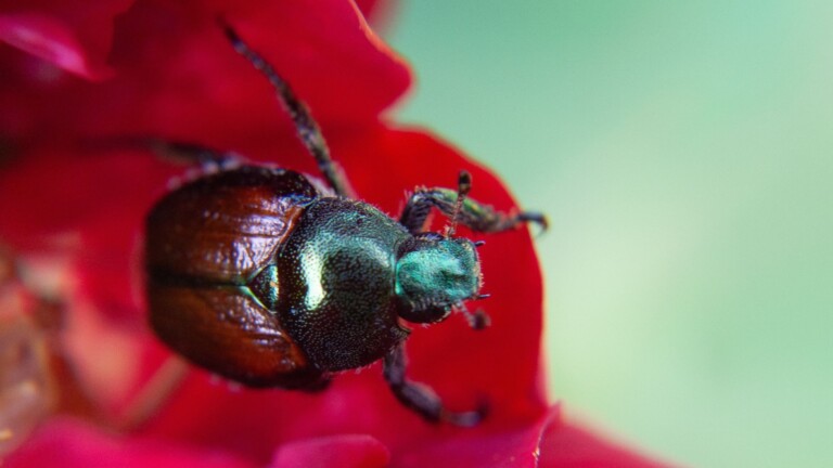 Japanese beetle on a rose