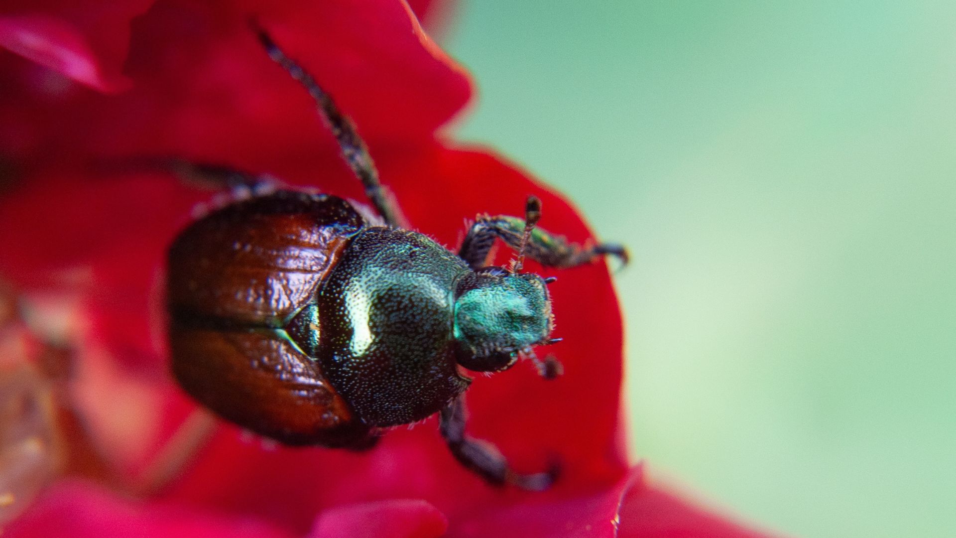 Japanese beetle on a rose
