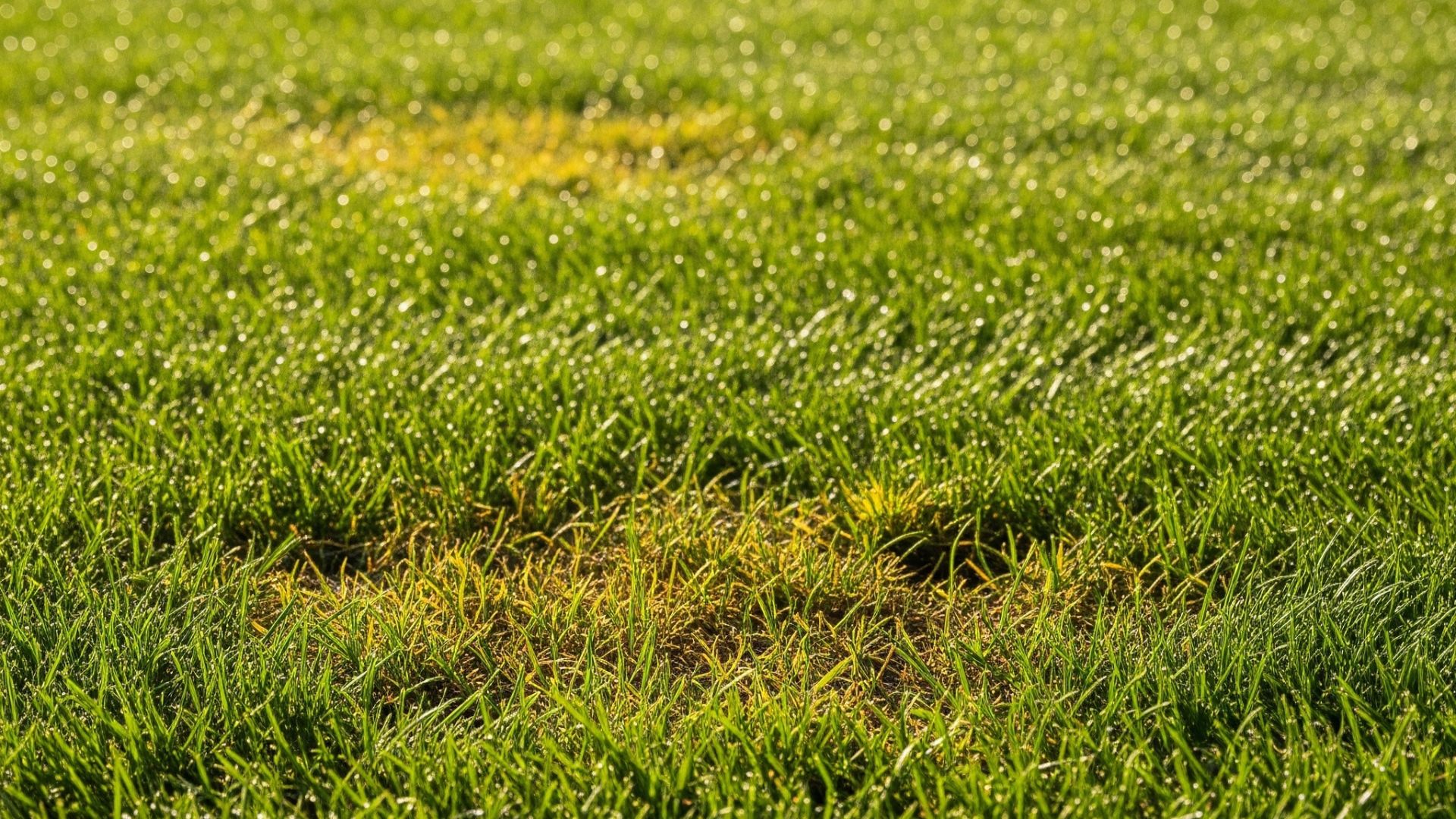 diseased grass in the summer