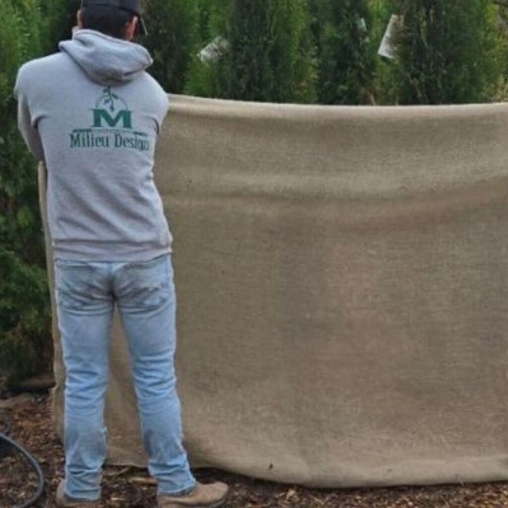 wrapping plants in burlap