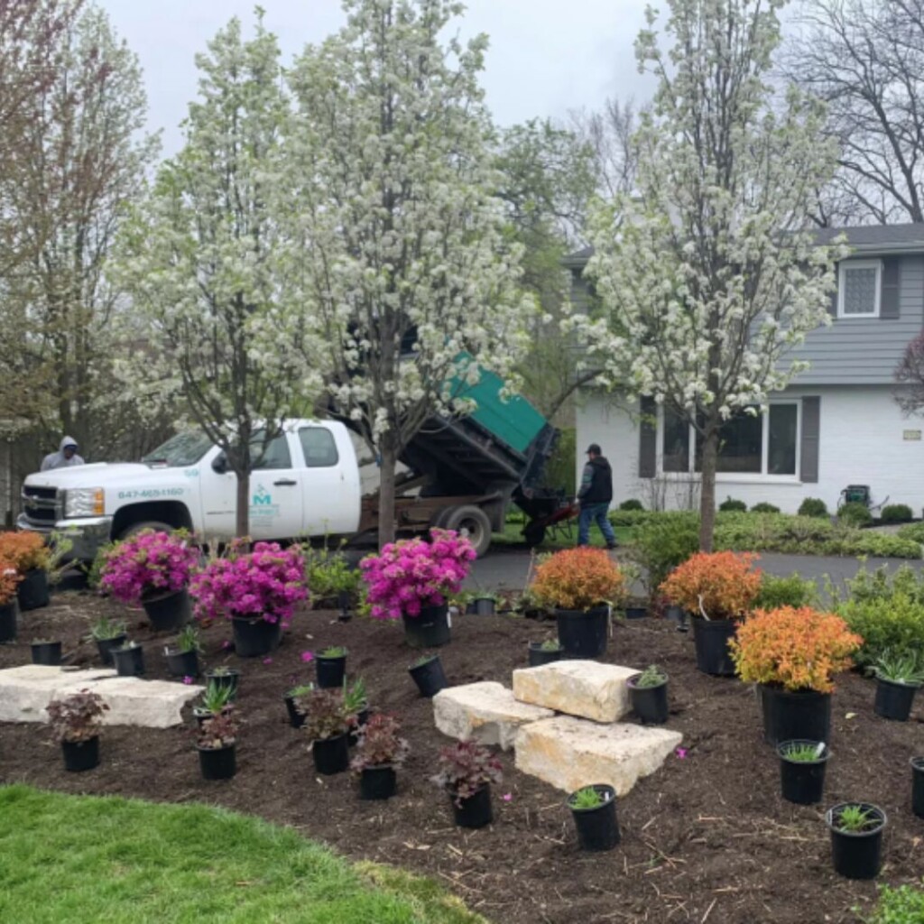 laying out new plants in landscape