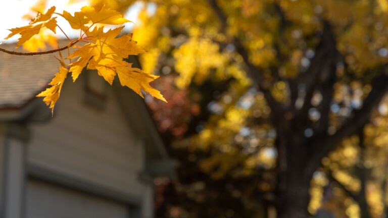 Fall Landscaping Dos and Donts for Chicagos North Shore Homeowners