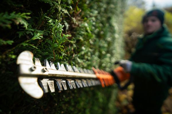 trimming shrubs
