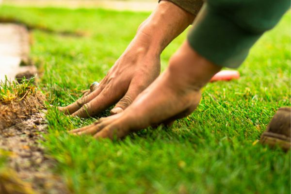 hands laying grass down