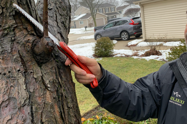 winter pruning